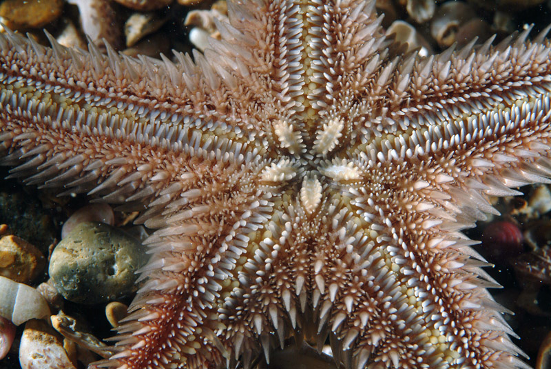 Astropecten spinulosus (Philippi, 1837)